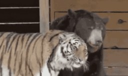 内参君最新爆料,最新爆料背后的惊人真相