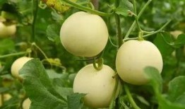 甜瓜娱乐爆料君是谁呀,网络红人背后的故事